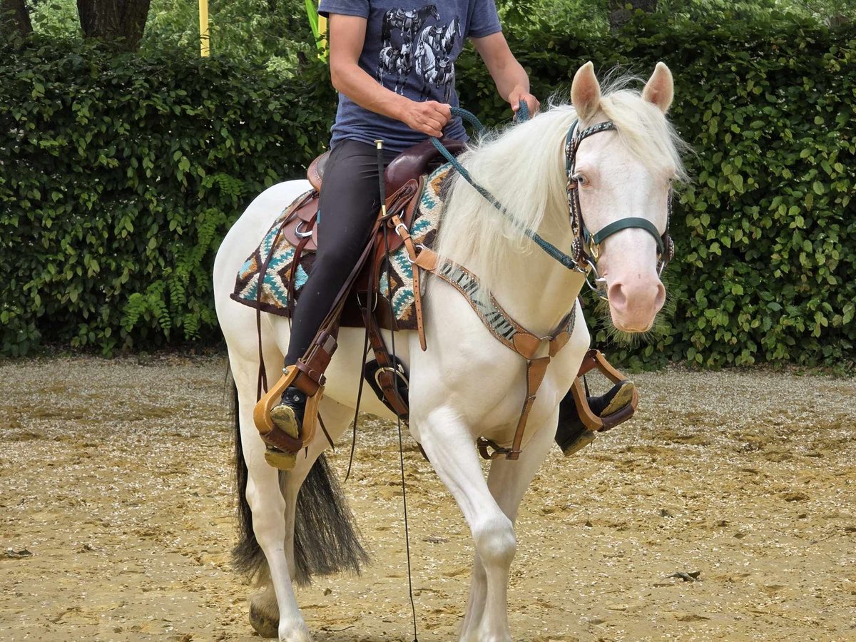 More ponies/small horses Gelding 6 years 14,2 hh Pinto in Linkenbach