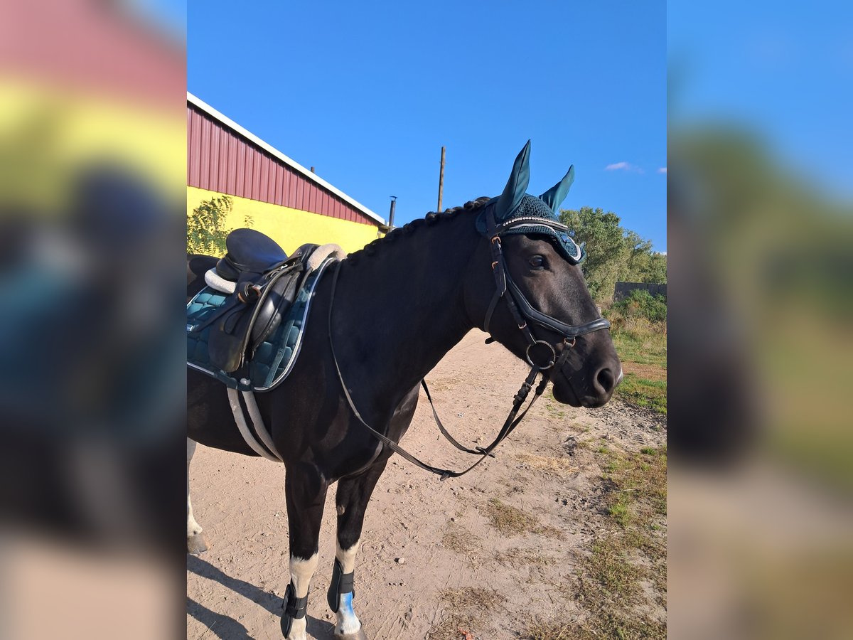 More ponies/small horses Gelding 6 years 14,2 hh Pinto in Sonnewalde More ponies/small horses Gelding 6 years 14,2 hh Pinto in Sonnewalde