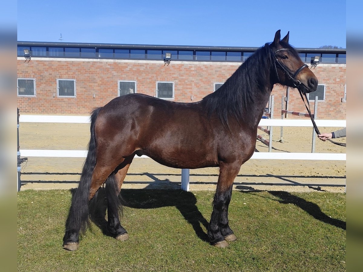 More ponies/small horses Gelding 6 years 15,2 hh Bay-Dark in Bad Laer