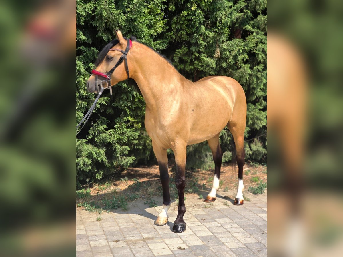 More ponies/small horses Gelding 6 years 15,1 hh Buckskin in B&#xE9;k&#xE9;scsaba