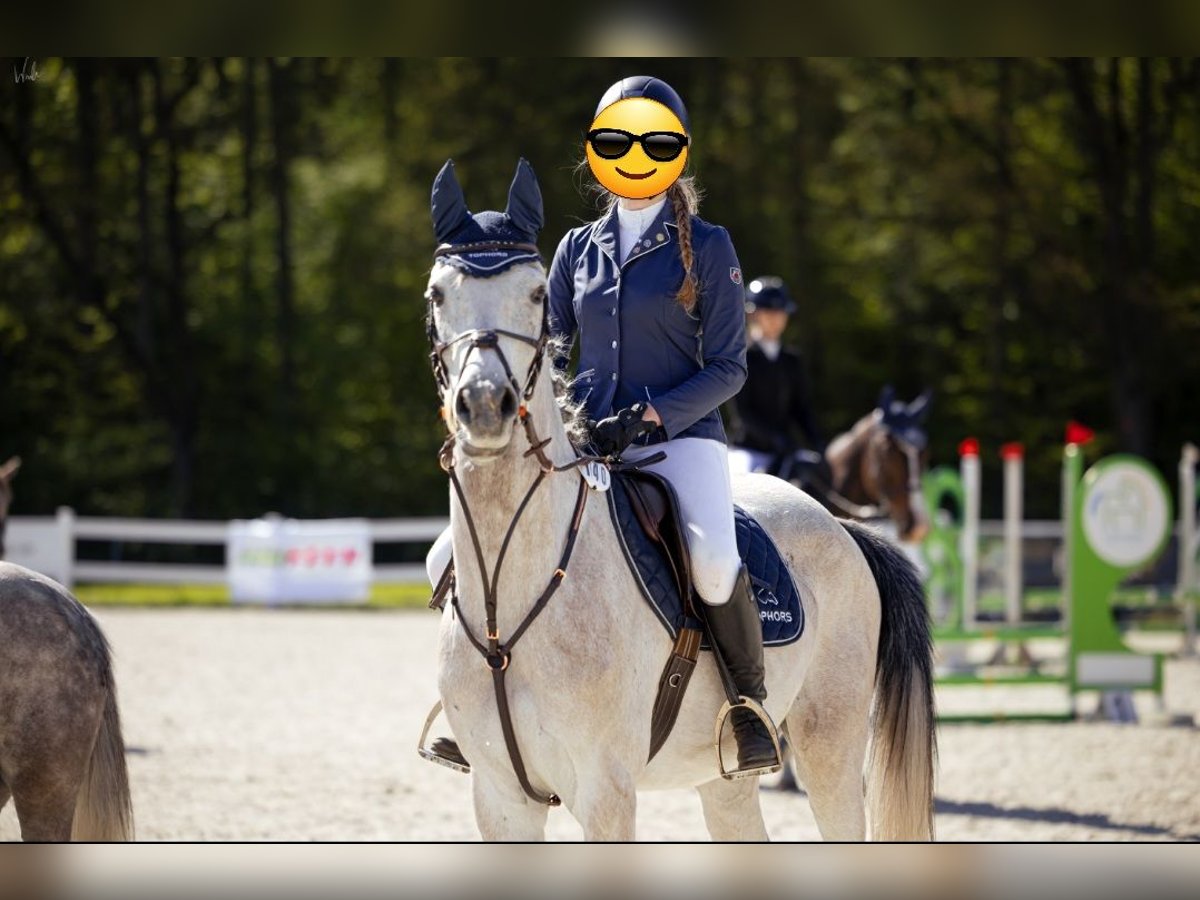 More ponies/small horses Gelding 6 years 15,2 hh Gray in Szczecin