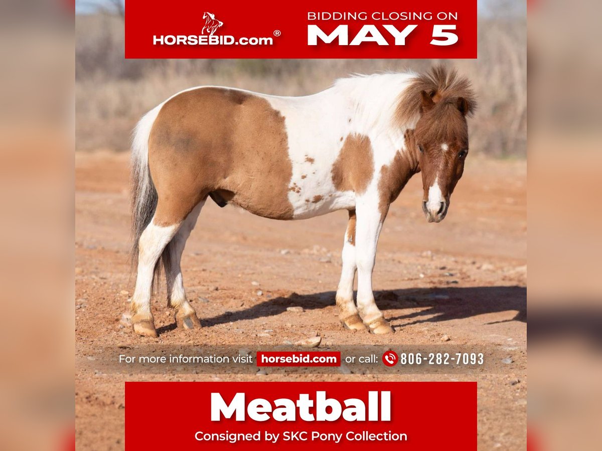 More ponies/small horses Gelding 6 years 9,1 hh in Canyon, TX