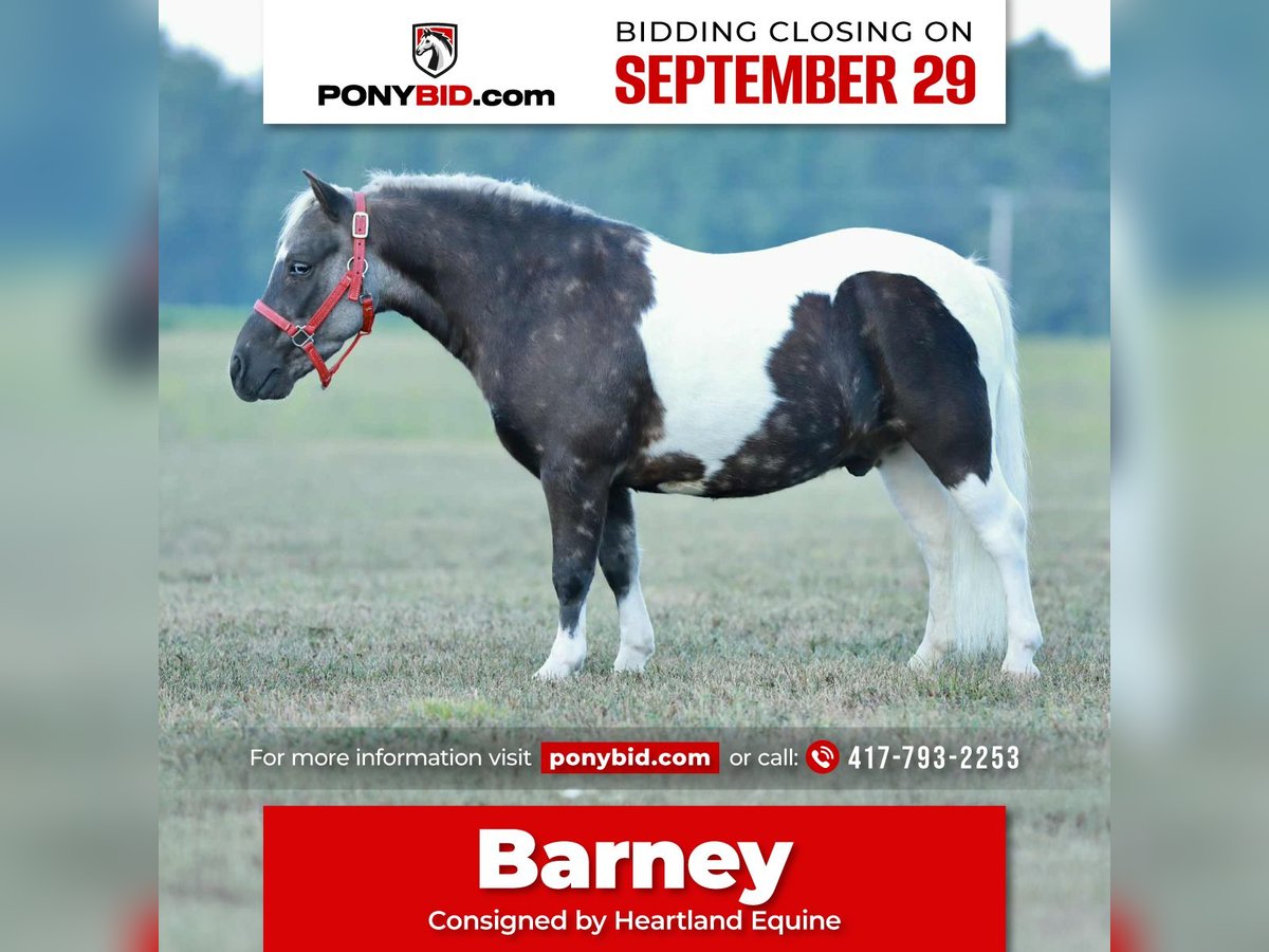 More ponies/small horses Gelding 6 years 9,2 hh Pinto in Mount Vernon
