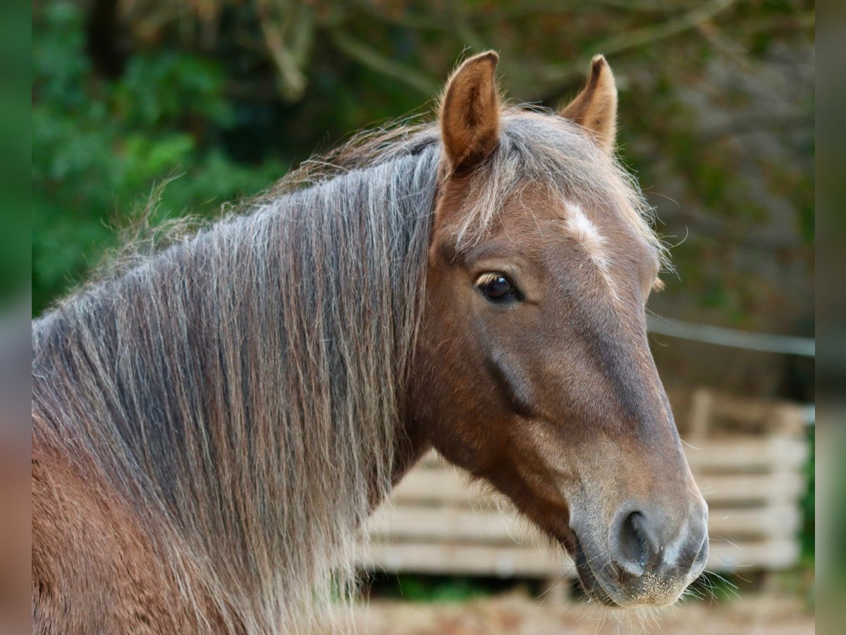 More ponies/small horses Mix Gelding 7 years 13,1 hh Chestnut in Lampertheim