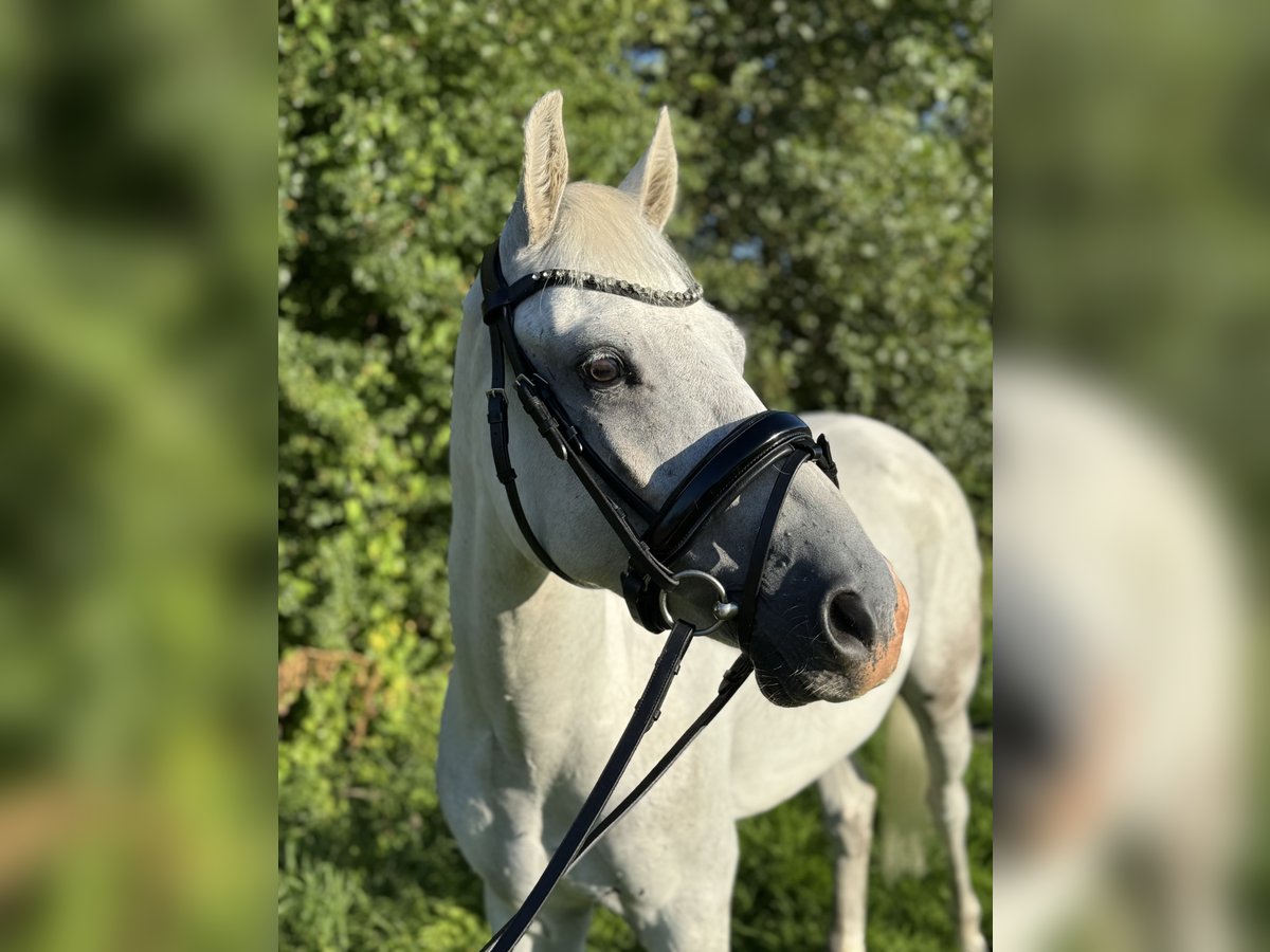 More ponies/small horses Gelding 7 years 13,2 hh Grey in S&#xFC;derl&#xFC;gum