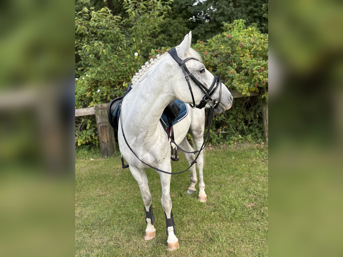 More ponies/small horses Gelding 7 years 13,2 hh Grey in S&#xFC;derl&#xFC;gum