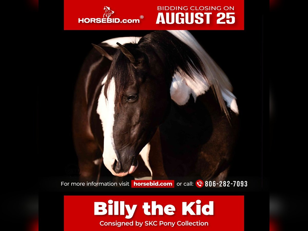 More ponies/small horses Gelding 7 years 13,3 hh in Canyon, TX