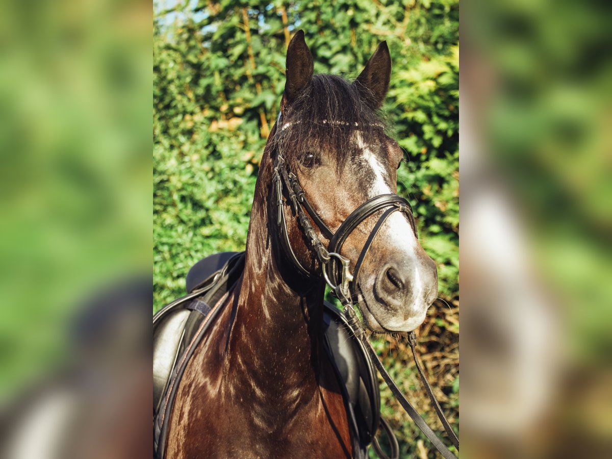 More ponies/small horses Mix Gelding 7 years 14,3 hh Gray-Dark-Tan in Mannheim