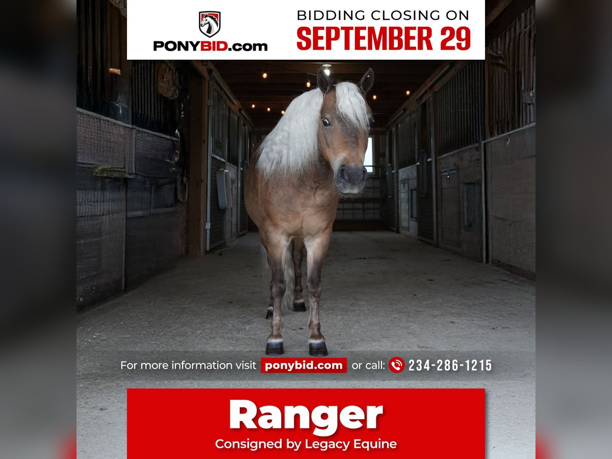 More ponies/small horses Gelding 7 years 9,2 hh Buckskin in Fredericksburg