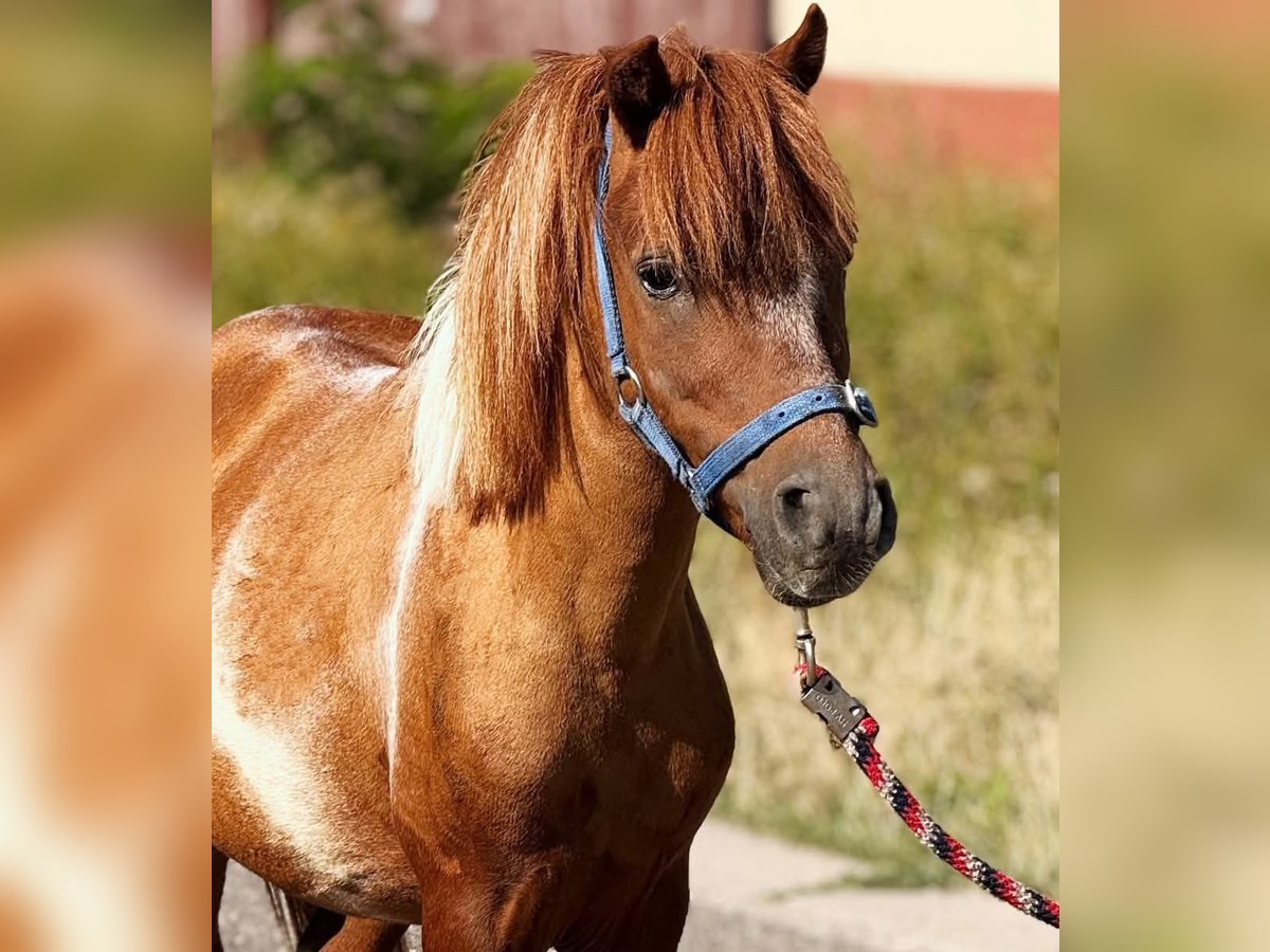 More ponies/small horses Gelding 7 years 9,2 hh Pinto in &#xD6;cs&#xF6;d