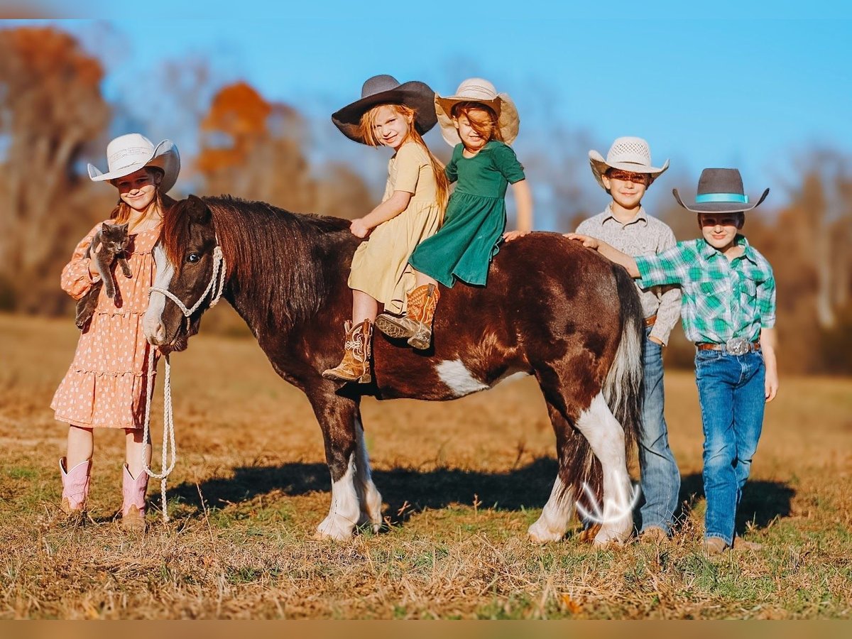 More ponies/small horses Gelding 8 years 10,1 hh Pinto in Lyles