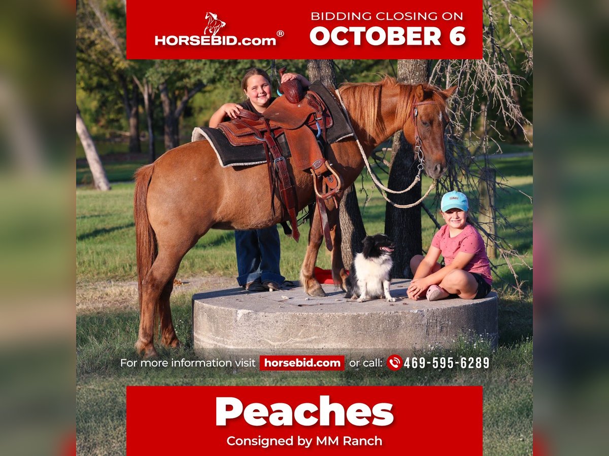 More ponies/small horses Gelding 8 years 11,3 hh Red Dun in Forney