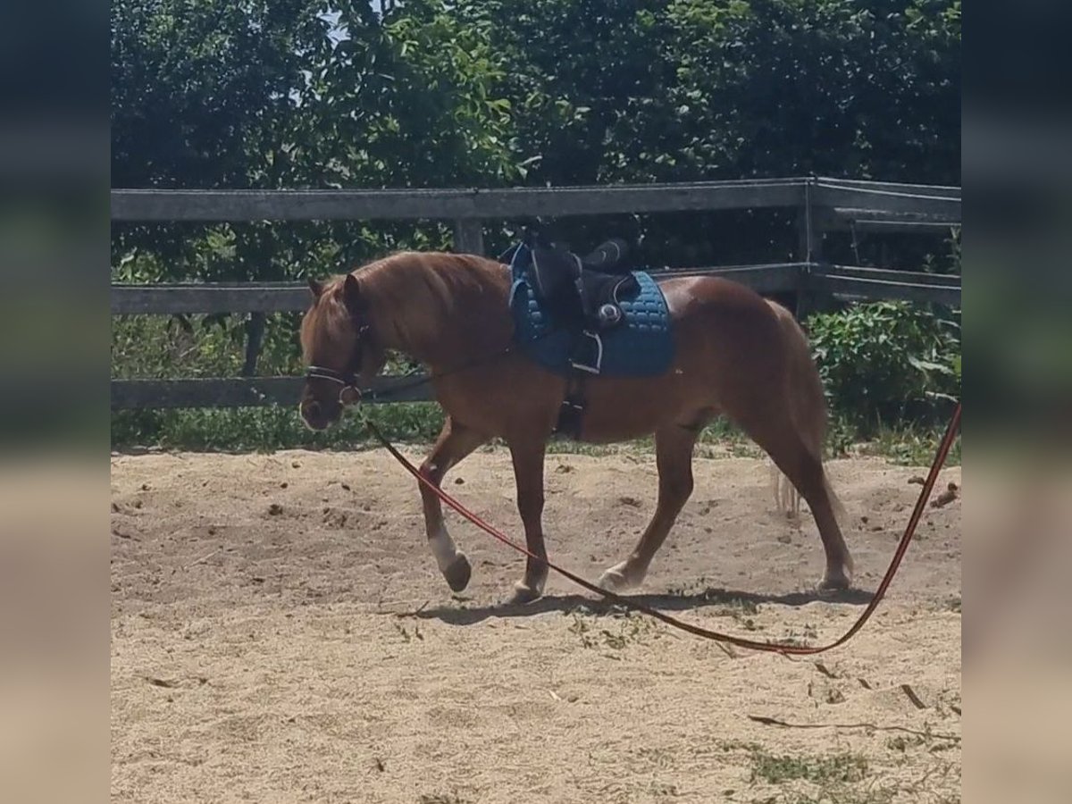 More ponies/small horses Gelding 8 years 12,1 hh Chestnut-Red in Rechnitz