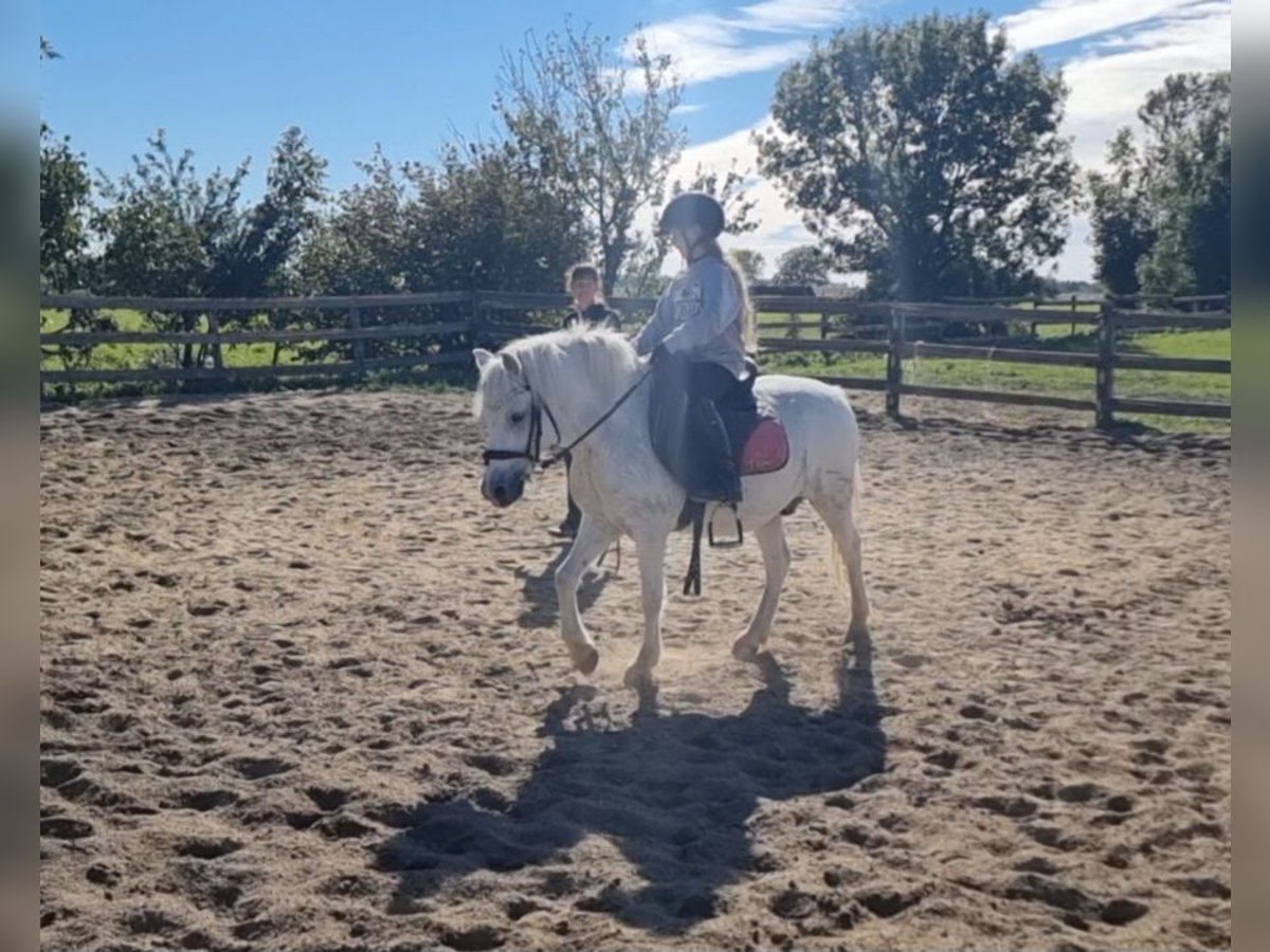 More ponies/small horses Gelding 8 years 12,1 hh Grey in Rechnitz More ponies/small horses Gelding 8 years 12,1 hh Grey in Rechnitz