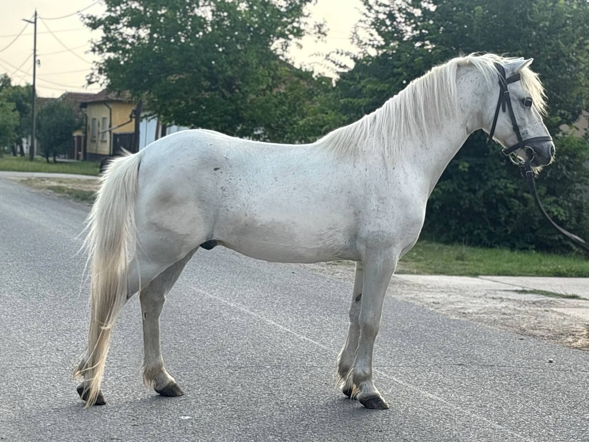 More ponies/small horses Gelding 8 years 12 hh Gray in B&#xE9;k&#xE9;s