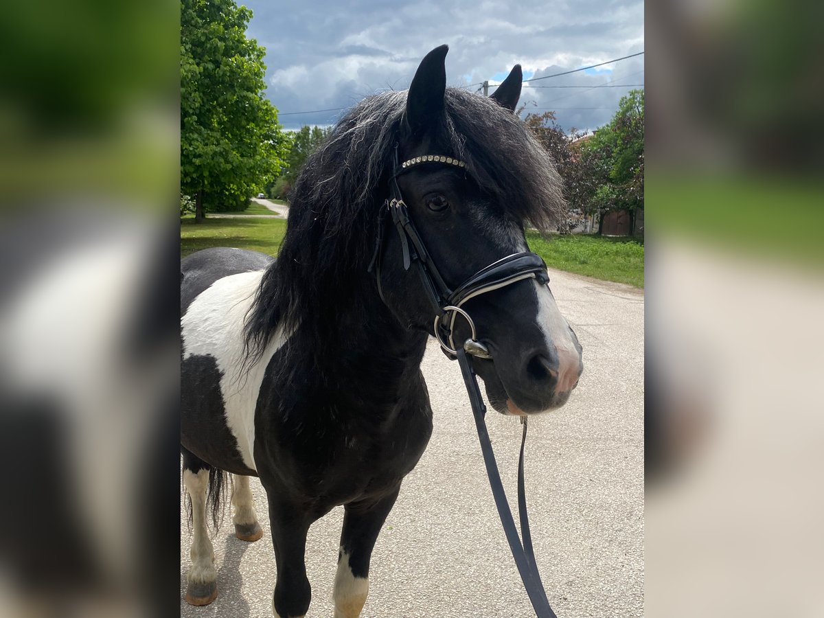 More ponies/small horses Gelding 8 years 12 hh Pinto in Rechnitz More ponies/small horses Gelding 8 years 12 hh Pinto in Rechnitz
