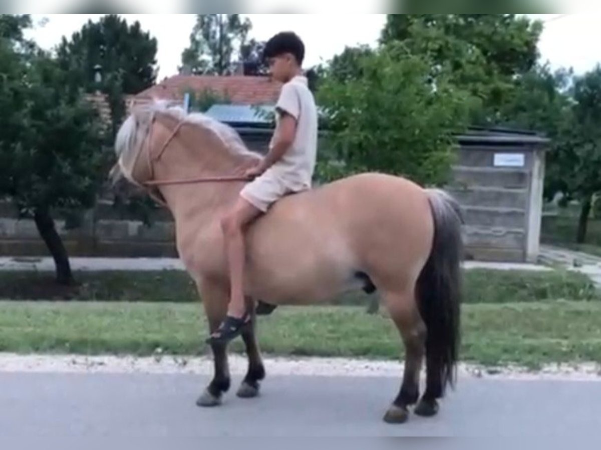 More ponies/small horses Gelding 8 years 12,1 hh Dun in Rechnitz