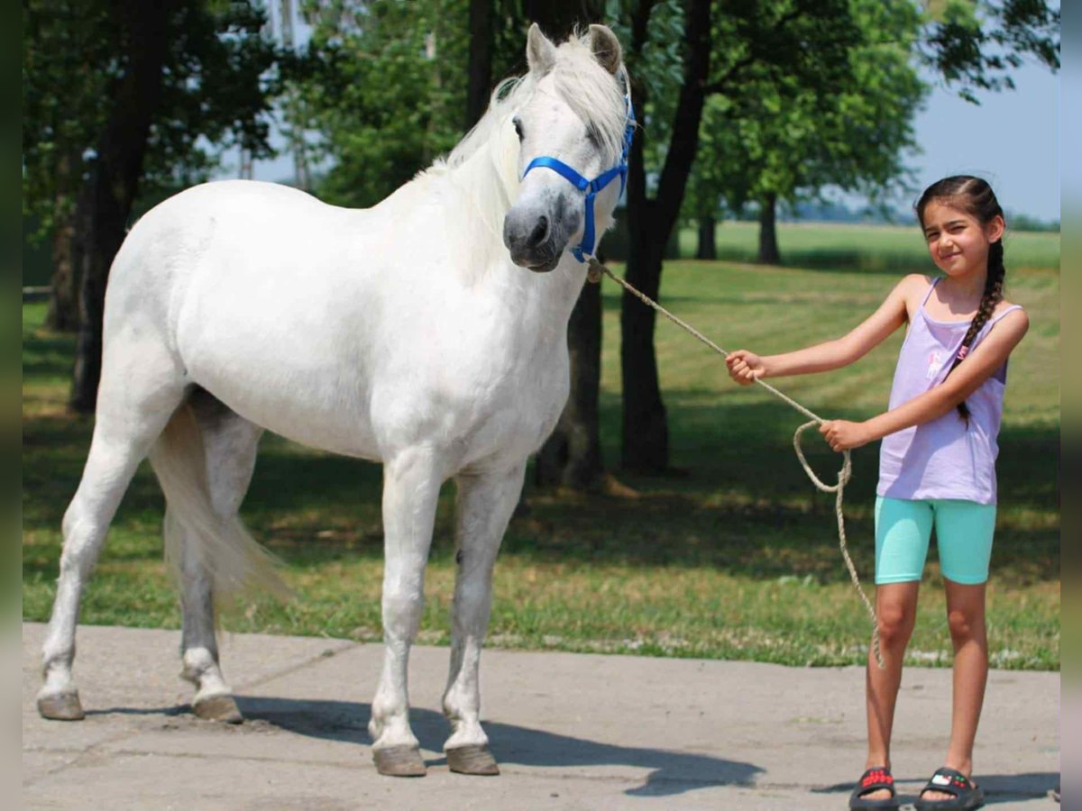 More ponies/small horses Gelding 8 years 13,2 hh Gray in Becs