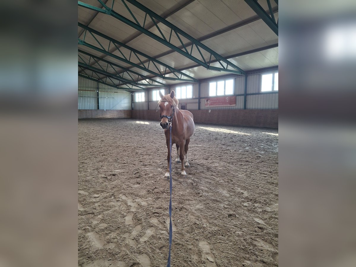 More ponies/small horses Mix Gelding 8 years 14 hh Chestnut-Red in M&#xFC;geln
