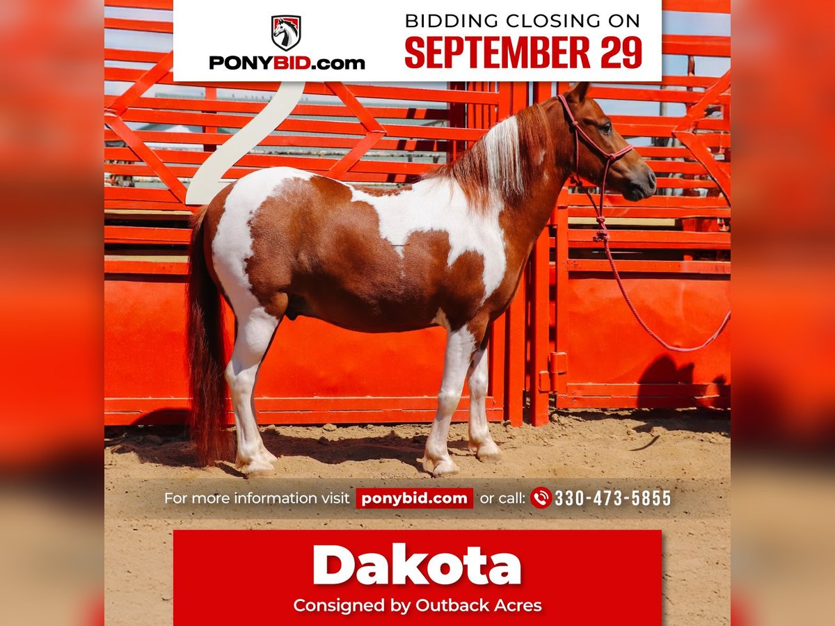 More ponies/small horses Gelding 9 years 10 hh Pinto in Dundee