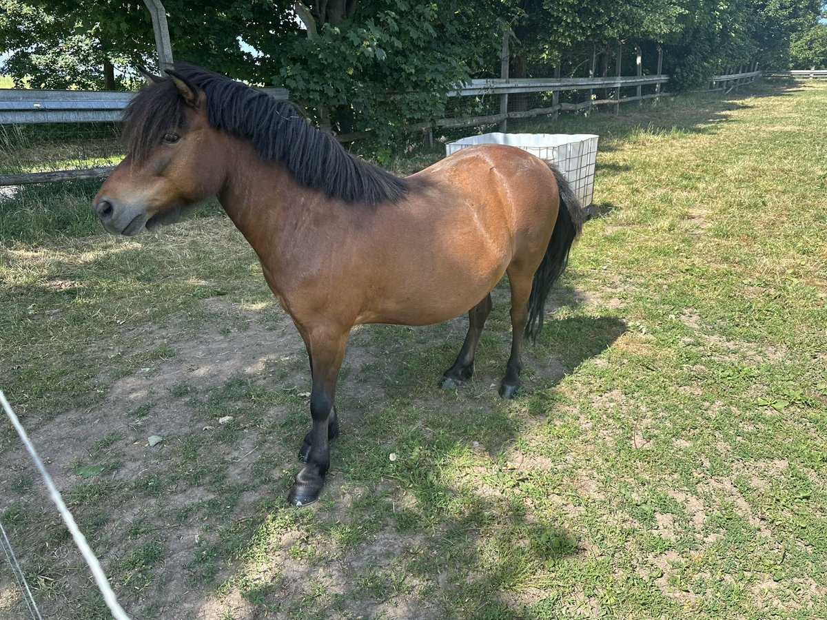 More ponies/small horses Mix Gelding 9 years 10,2 hh Brown in Westhausen