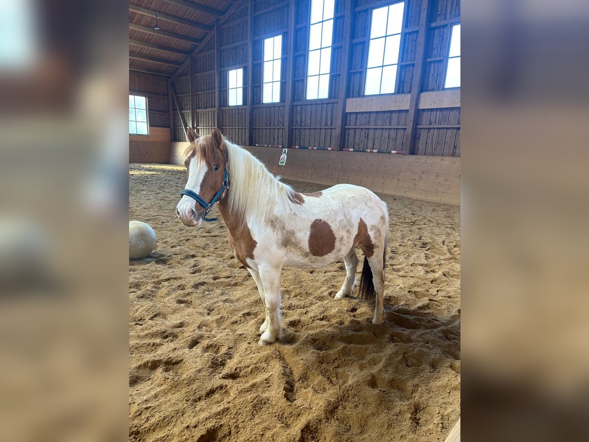 More ponies/small horses Mix Gelding 9 years 11,1 hh Pinto in Wasseralfingen