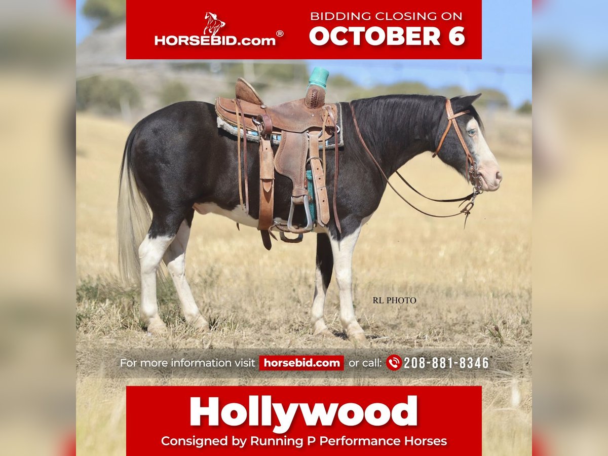 More ponies/small horses Gelding 9 years 12,1 hh Pinto in Hamer