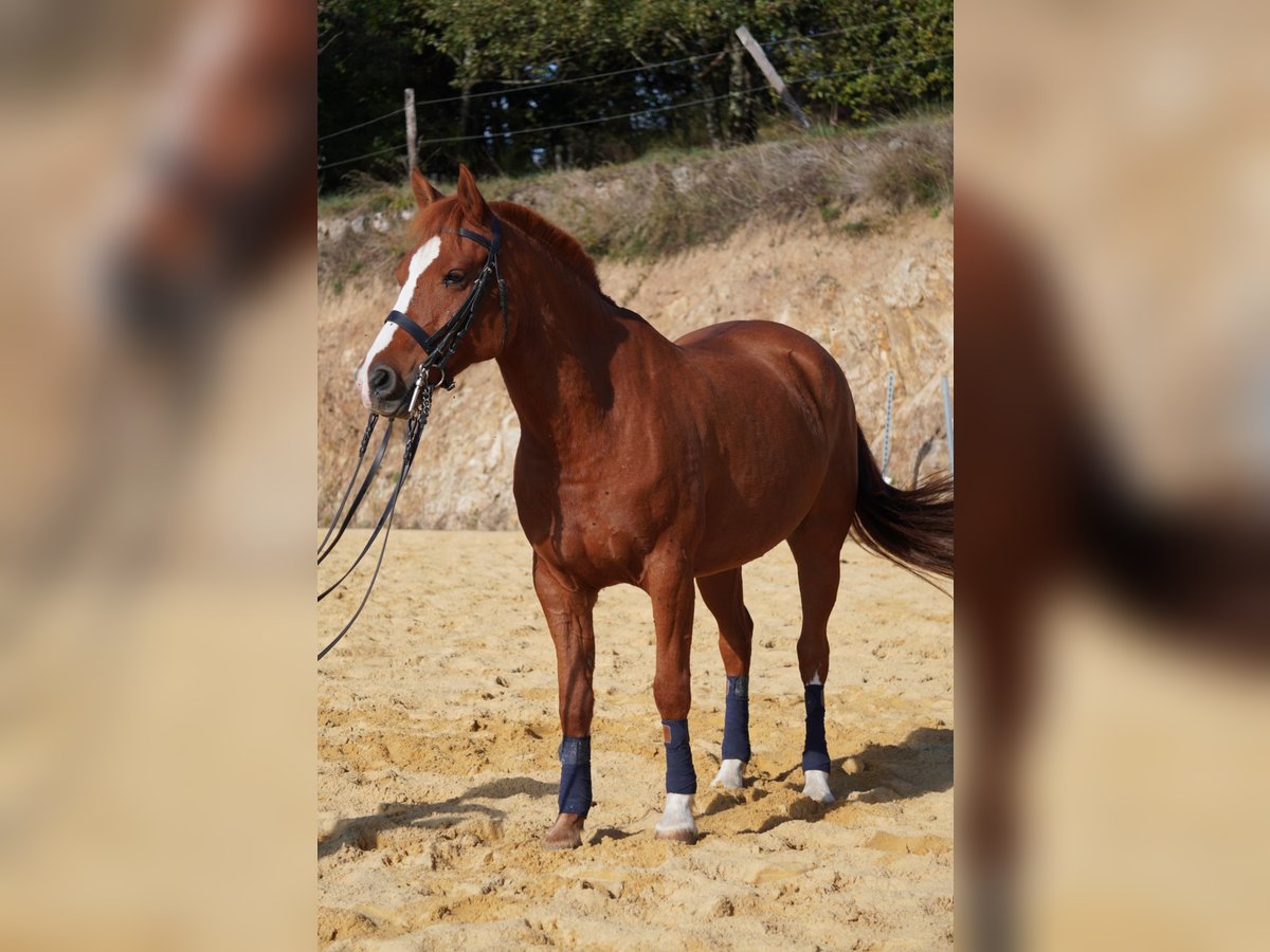 More ponies/small horses Gelding 9 years 14,1 hh Chestnut-Red in Lamastre