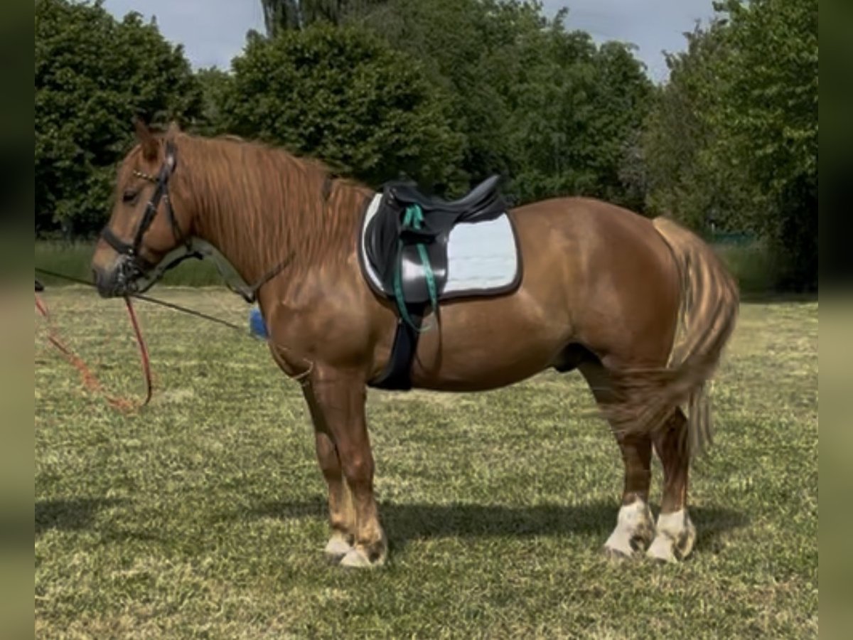 More ponies/small horses Gelding 9 years 14,2 hh Chestnut-Red in Berdorf