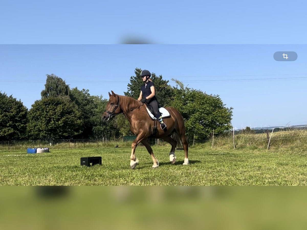 More ponies/small horses Gelding 9 years 14,2 hh Chestnut-Red in Berdorf