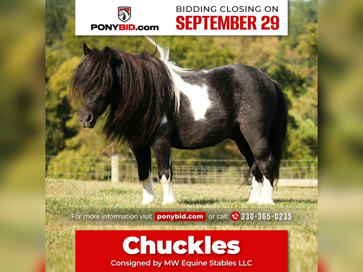 More ponies/small horses Gelding 9 years 8,1 hh Pinto in Fresno