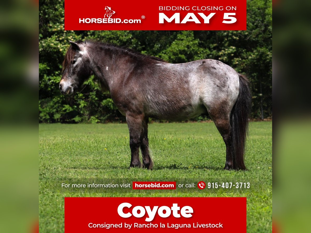 More ponies/small horses Gelding 9 years 9,1 hh in Joshua, TX