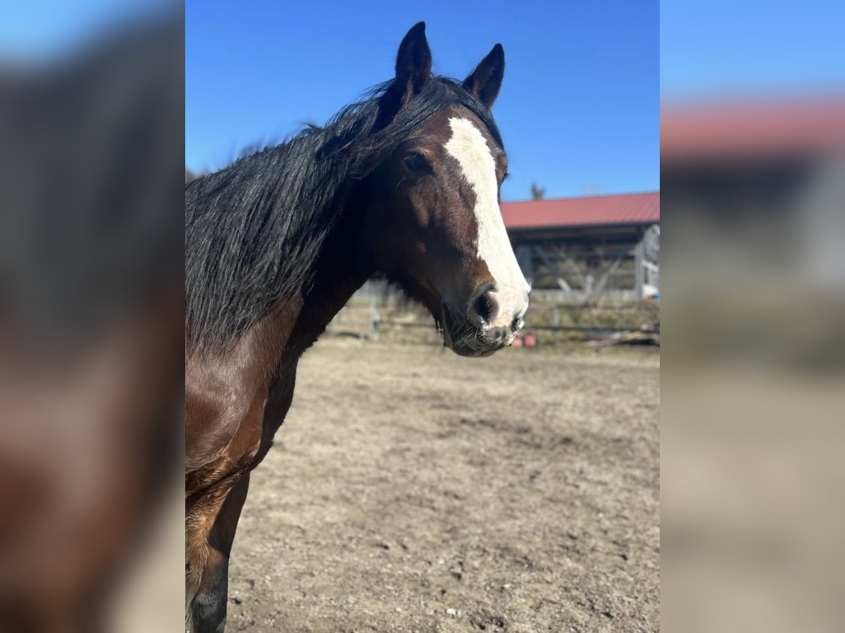 More ponies/small horses Mare 10 years 14,1 hh Brown in Gailingen am Hochrhein