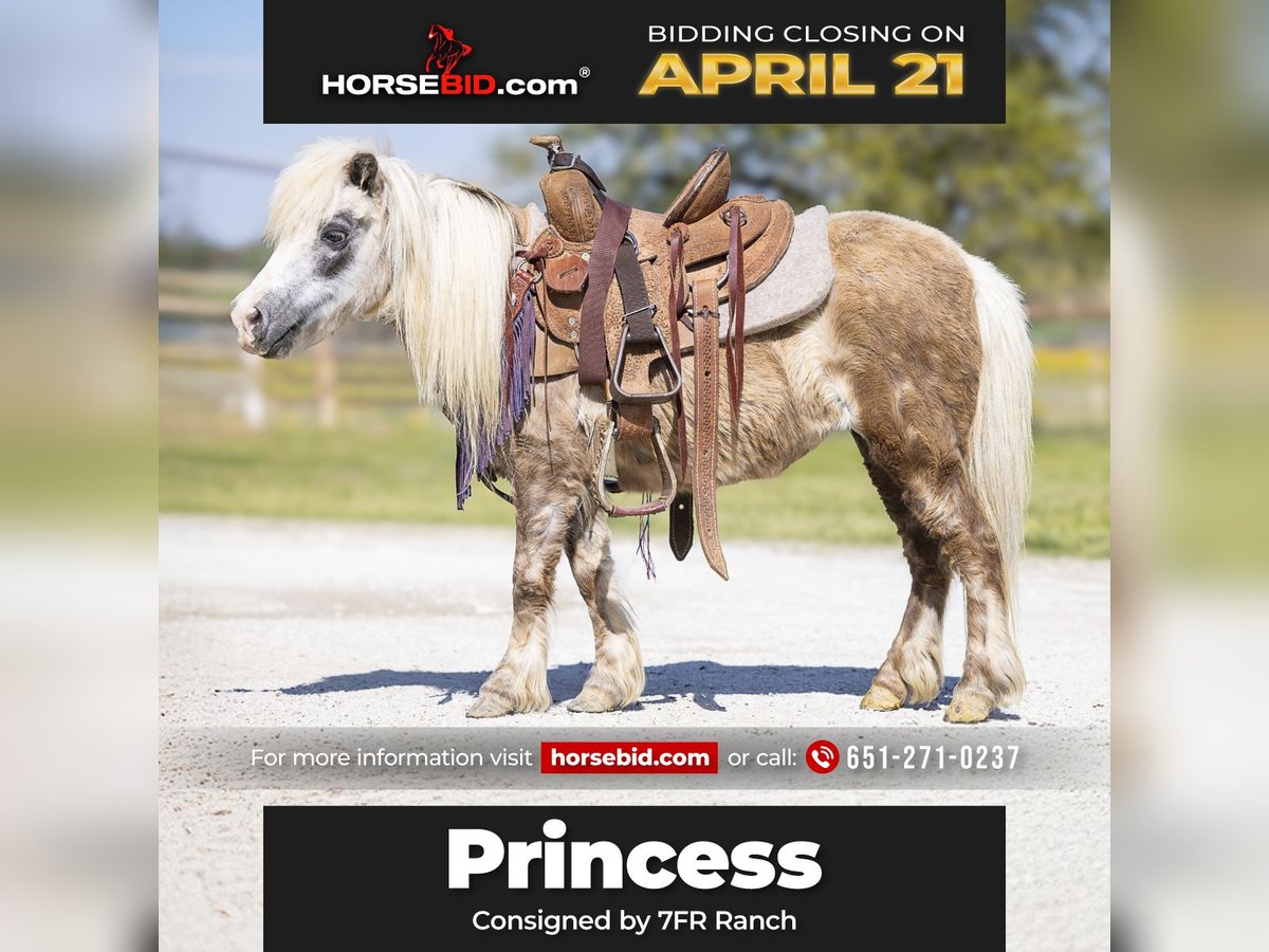 More ponies/small horses Mare 10 years 8 hh Grey in Normangee, TX