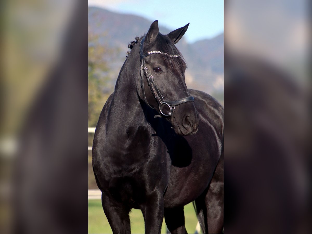 More ponies/small horses Mare 11 years 13,2 hh Black in Kirchbichl More ponies/small horses Mare 11 years 13,2 hh Black in Kirchbichl