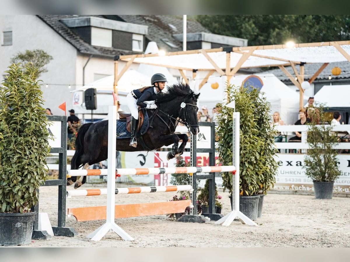 More ponies/small horses Mare 11 years 13,2 hh Pinto in Grevenbroich