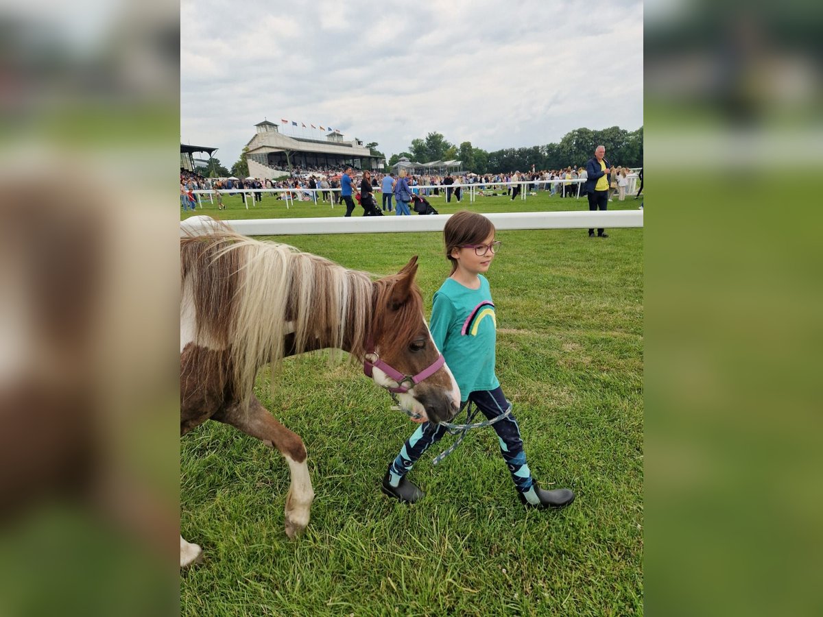 More ponies/small horses Mix Mare 12 years 12 hh Pinto in Wesseling