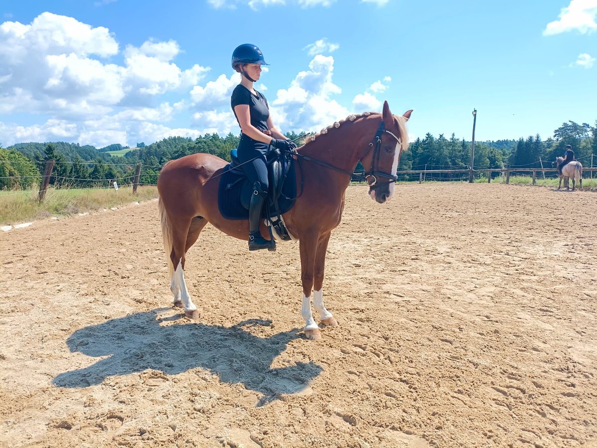 More ponies/small horses Mare 12 years 14,1 hh Chestnut-Red in Freistadt