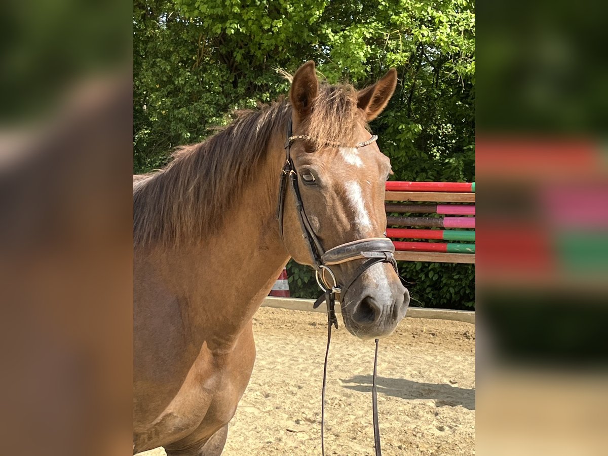 More ponies/small horses Mare 12 years 15 hh Chestnut-Red in Ursensollen