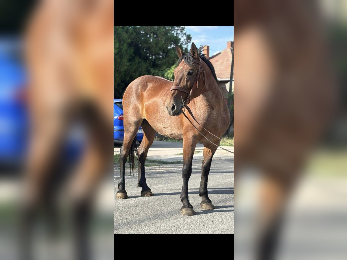 More ponies/small horses Mare 12 years 15 hh Roan-Red in Bochum