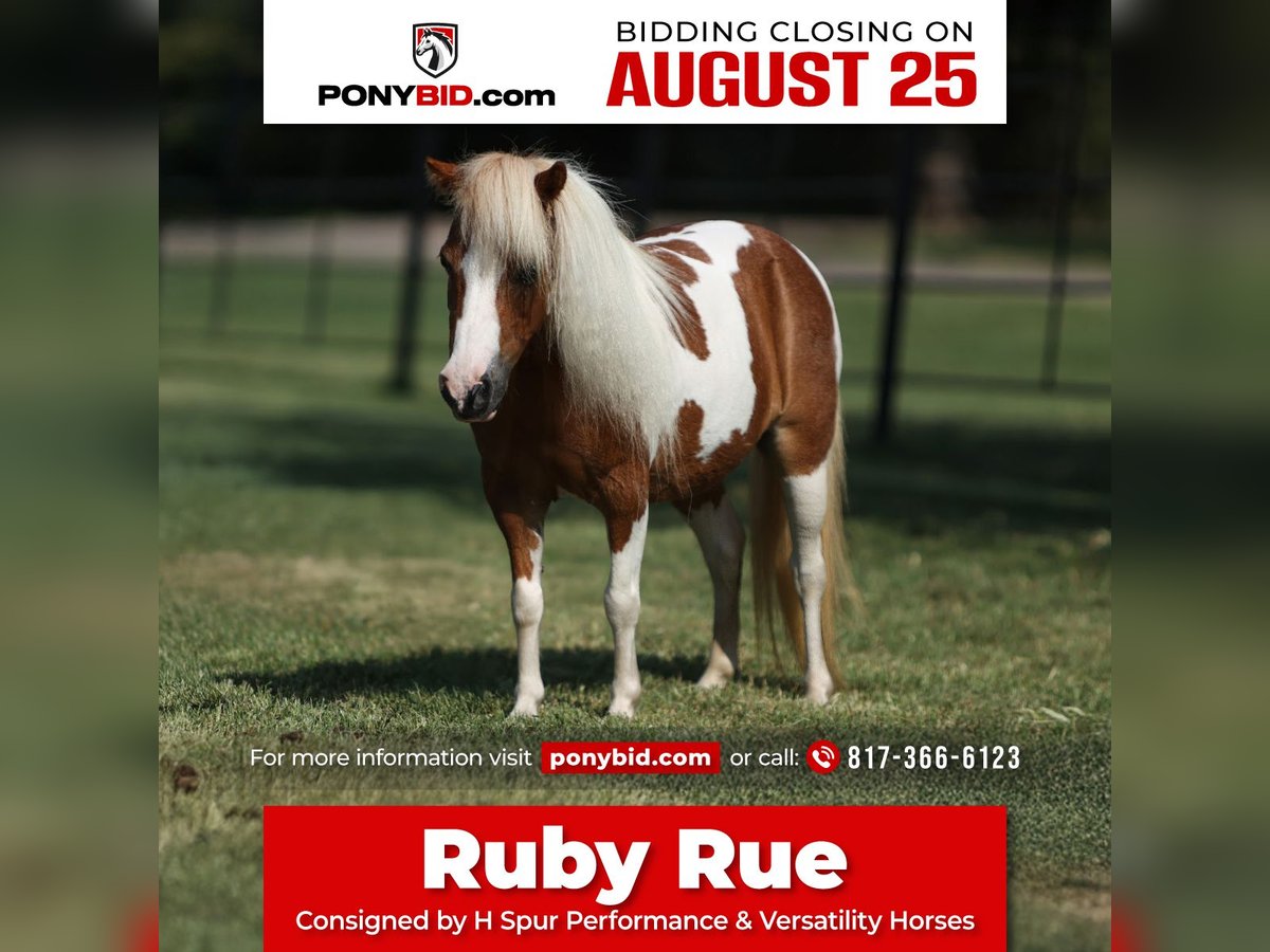 More ponies/small horses Mare 12 years 8 hh Pinto in Weatherford