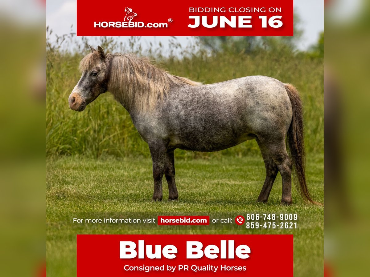 More ponies/small horses Mare 12 years 8,2 hh in Ewing, KY
