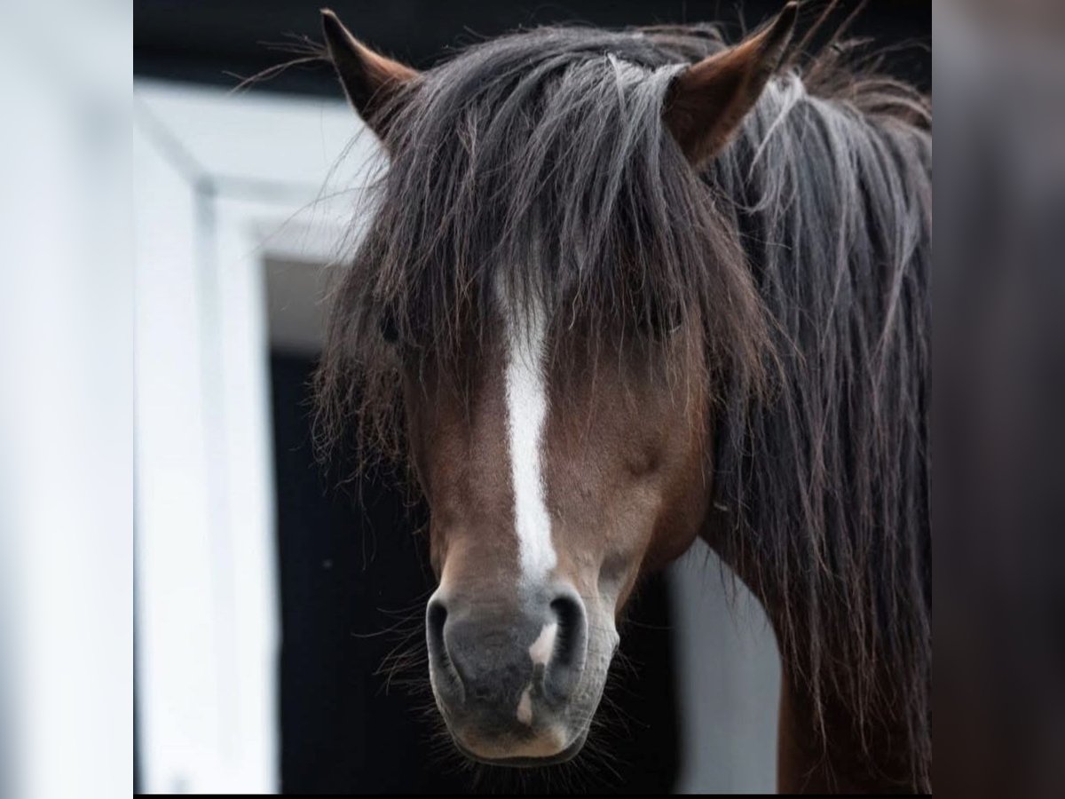 More ponies/small horses Mare 13 years 11 hh Brown-Light in Weidling