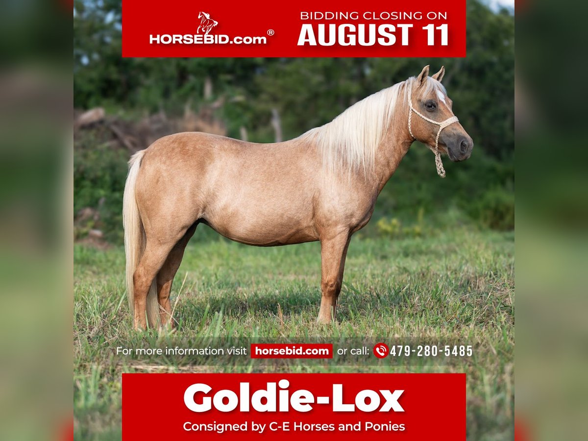 More ponies/small horses Mare 13 years 12 hh Palomino in Hector, AR