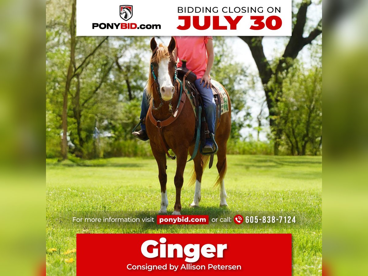 More ponies/small horses Mare 13 years 13 hh Sorrel in Corsica, SD
