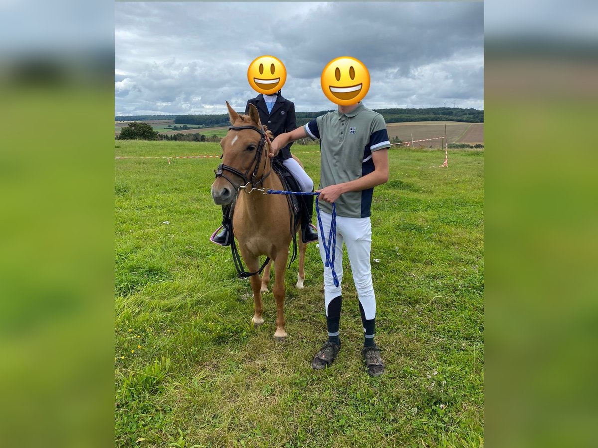 More ponies/small horses Mare 13 years 13,1 hh Chestnut-Red in Brechen