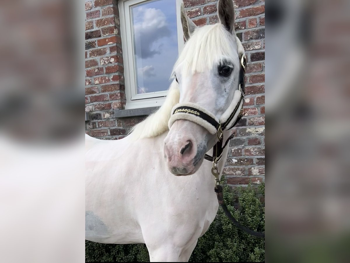 More ponies/small horses Mare 13 years 13,1 hh Gray in Wijchmaal