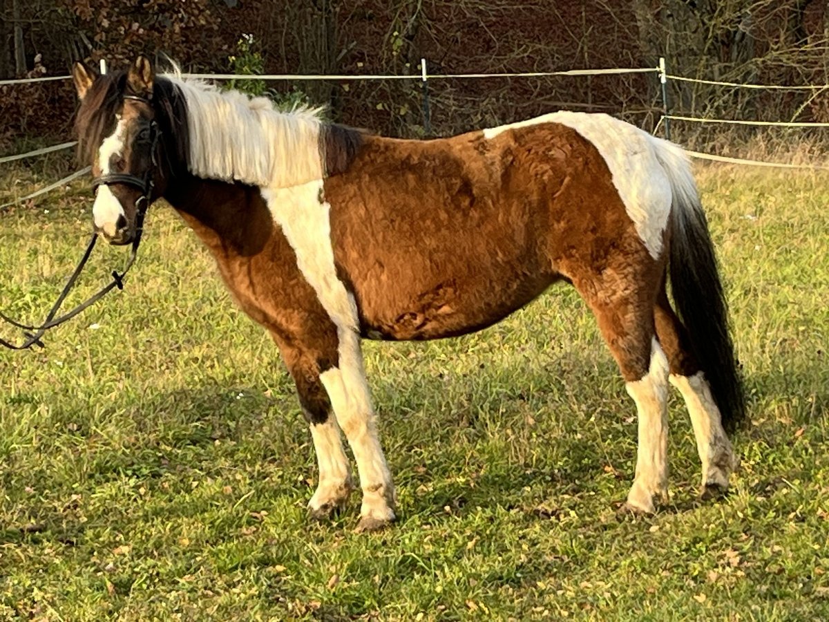 More ponies/small horses Mare 13 years 13,1 hh Pinto in Ursensollen
