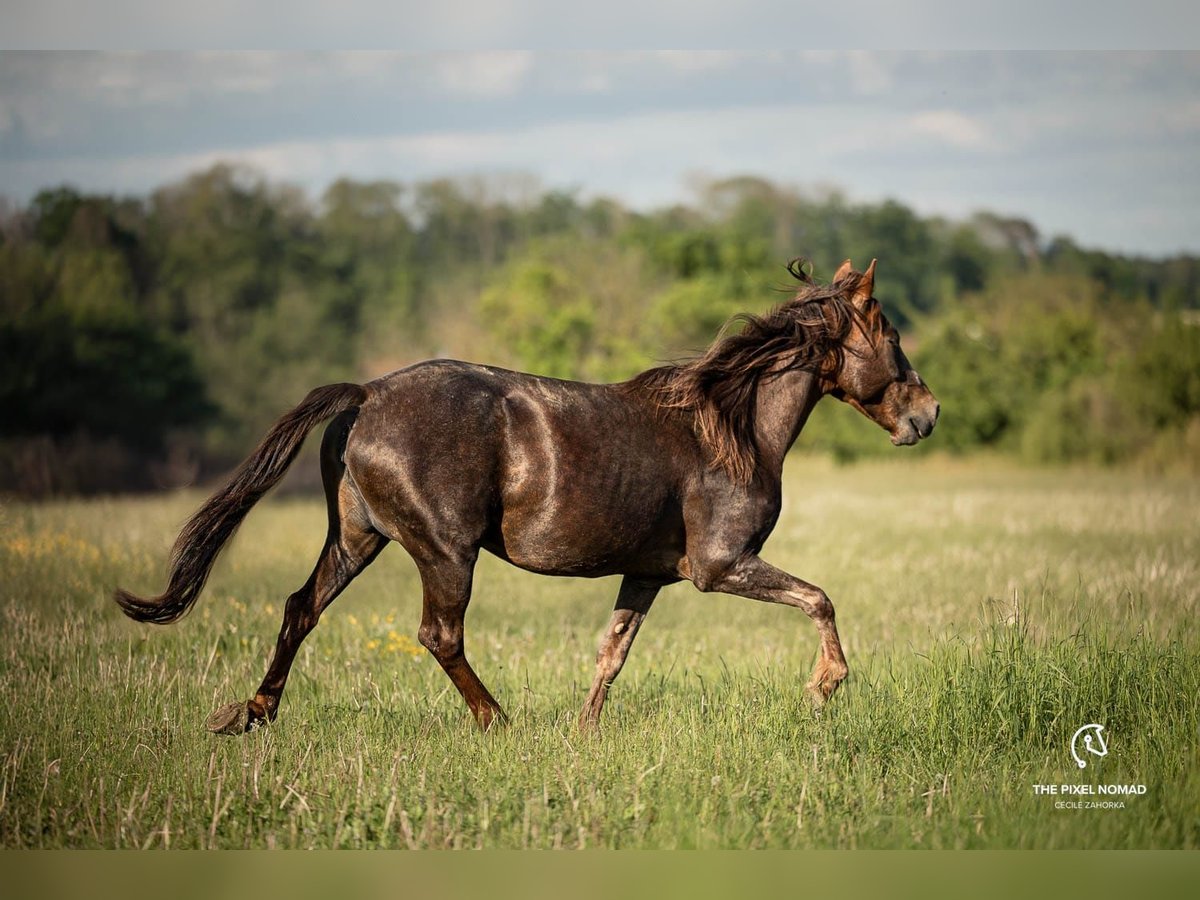 More ponies/small horses Mare 13 years 14,2 hh in Pohlheim