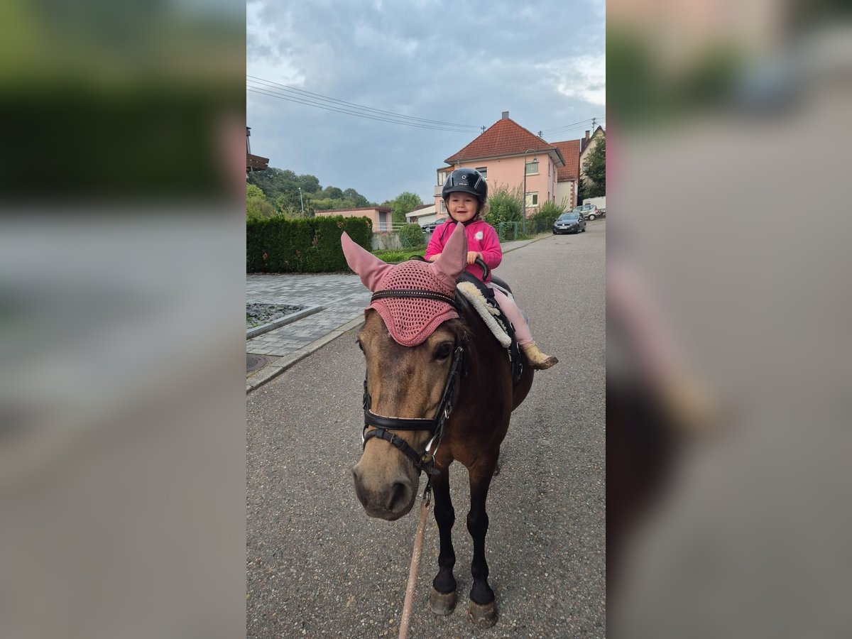 More ponies/small horses Mare 14 years 12 hh Brown in Elztal